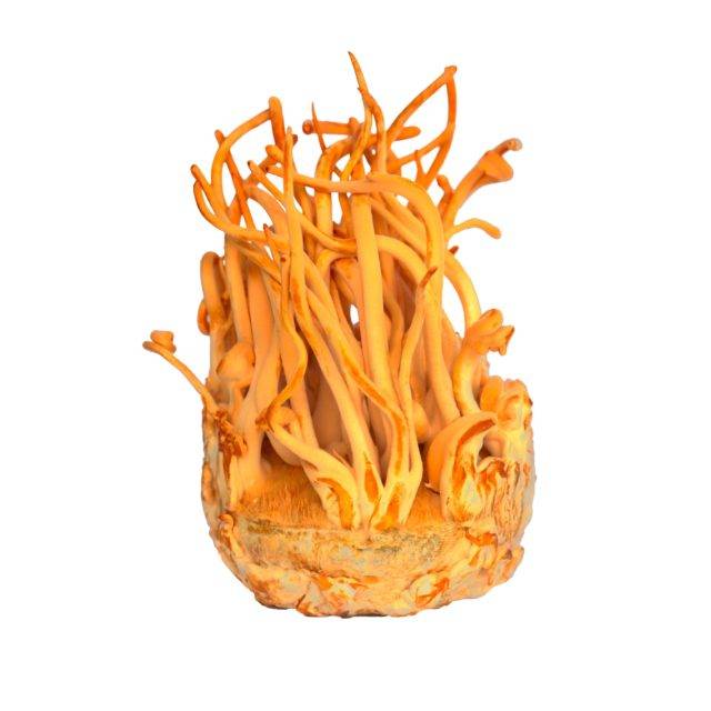 Cordyceps militaris Pilz Borromäus Apotheke