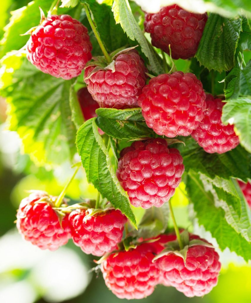 Reife Himbeeren am Strauch