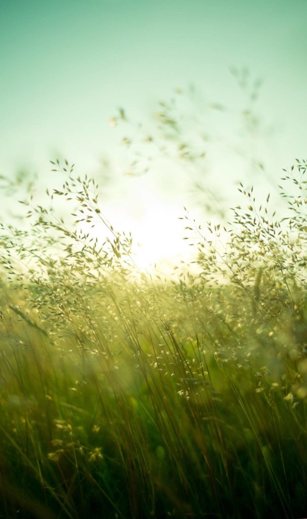 Wiese im Sonnenlicht