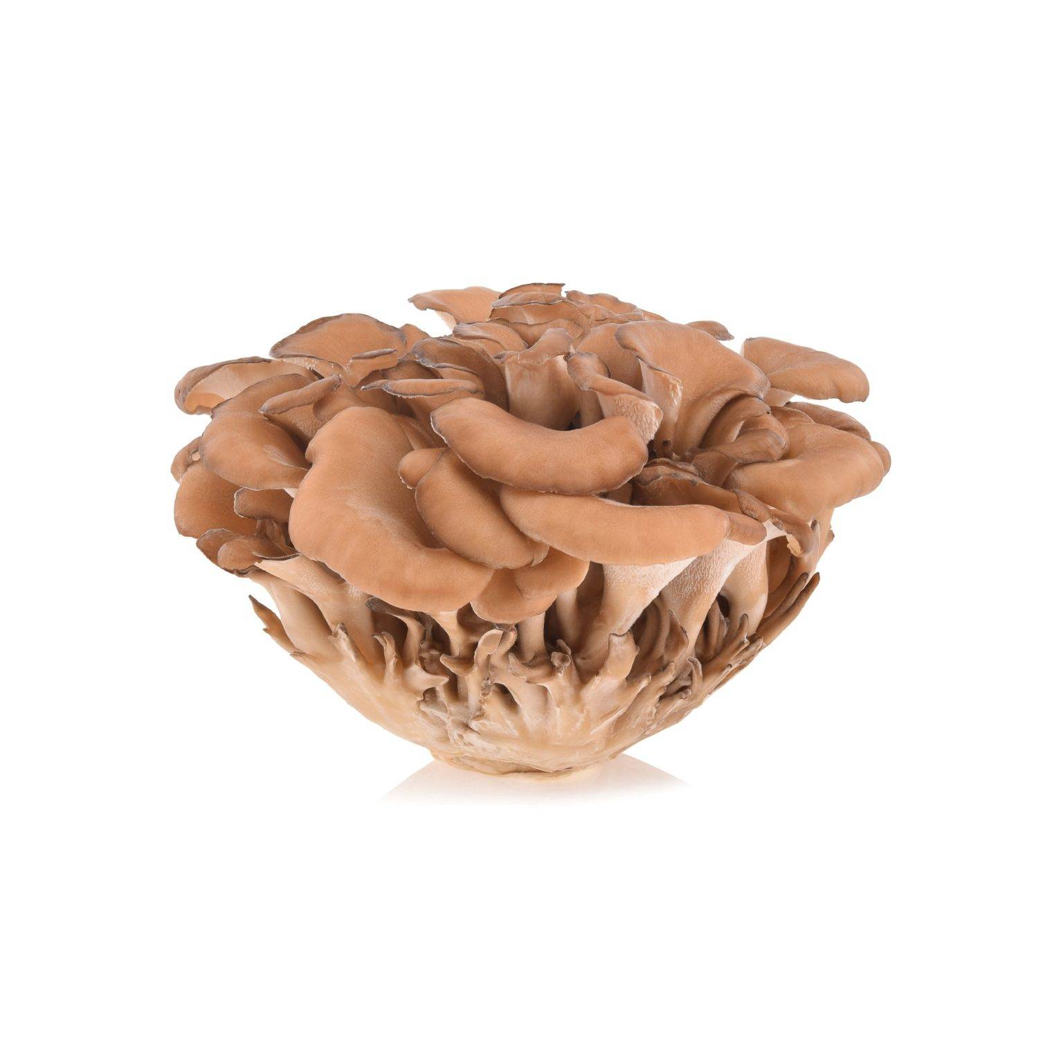 Vitalpilze & Mykotherapie Schwerpunkt der ☀ Borromäus Apotheke Salzburg