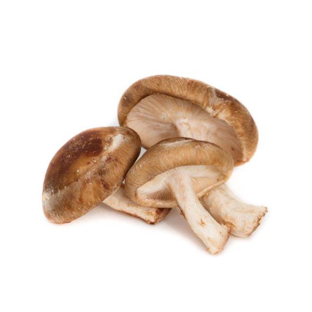 Shiitake Pilz Borromäus Apotheke